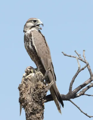 File:Laggar Falcon (Falco jugger).jpg