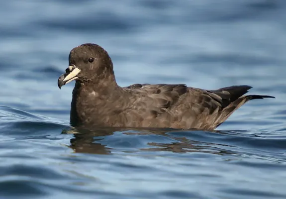 File:Procellaria westlandica1.jpg