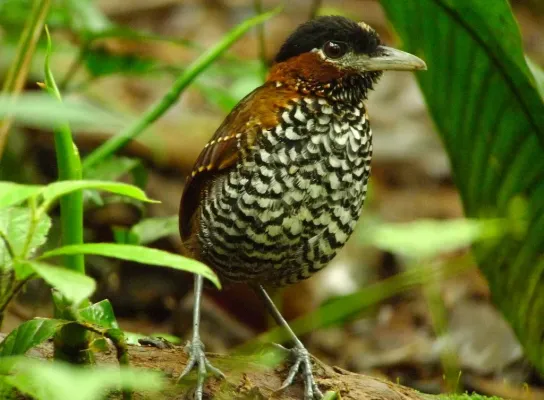 File:Pittasoma michleri -Panama-8.jpg