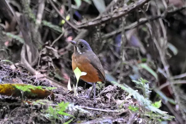 File:Grallaria alleni -Ecuador-8.jpg