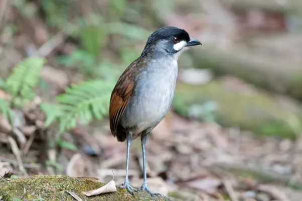 File:Grallaria ridgelyi -Tapichalaca Reserve, Ecuador-8.jpg