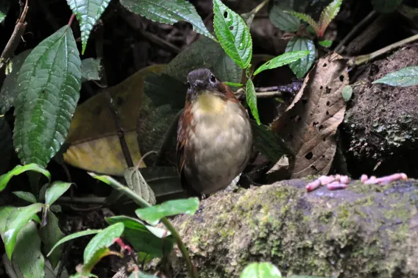 File:Grallaria flavotincta -Ecuador-8 (1).jpg