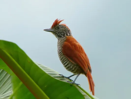 File:Thamnophilus multistriatus -Manizales, Colombia-8.jpg
