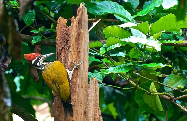 File:Greater Flameback (Chrysocolaptes guttacristatus) by Dharani Prakash.jpg