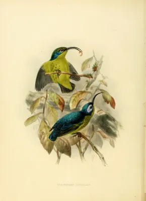 File:Neodrepanis coruscans.jpg