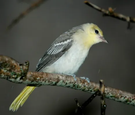 File:Icterus bullockii.jpg