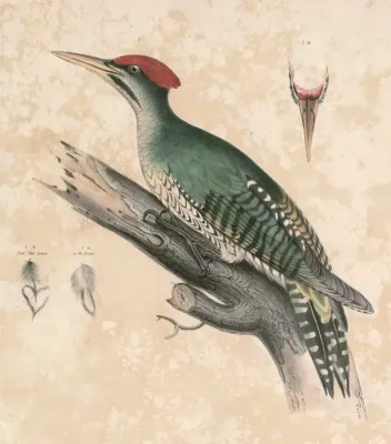 File:Picus viridanus Hardwicke.jpg
