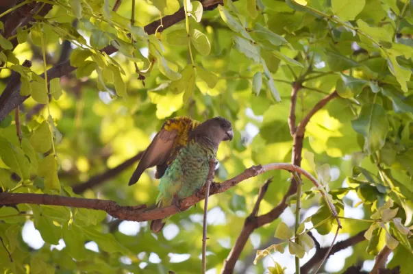 File:Poicephalus meyeri -near Kwara Camp, North-West District, Botswana-8.jpg