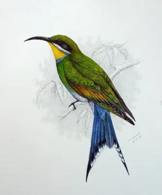 File:Merops hirundineus00.jpg