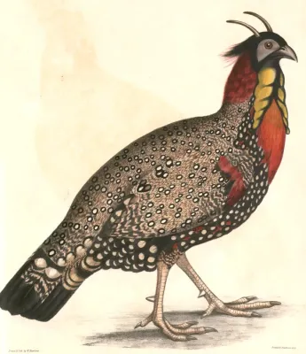 File:Tragopan melanocephalus adult male Hardwicke.jpg