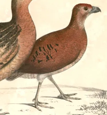 File:Caloperdix oculeus 2 Hardwicke.jpg