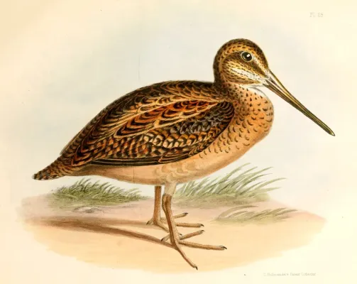 File:Gallinago stricklandii Hullmandel.jpg