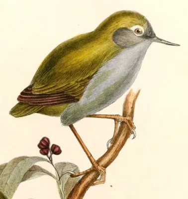 File:Xenicus longipes Hullmandel.jpg