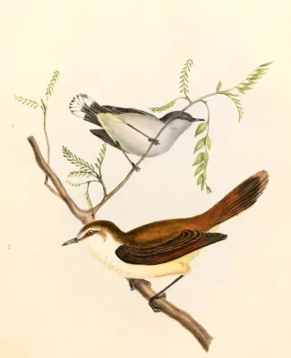 File:Gerygone igata & Gerygone albofrontata Hullmandel.jpg