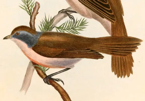 File:Mohoua novaeseelandiae Hullmandel.jpg