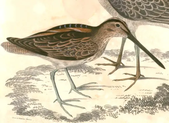 File:Gallinago stenura Hardwicke.jpg
