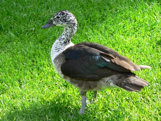 File:Amerikanische Höckerglanzgans Sarkidiornis sylvicola 050807.jpg