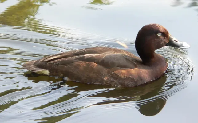 File:Australische Moorenthe Aythya australis 050526 1 Ausschnitt.jpg