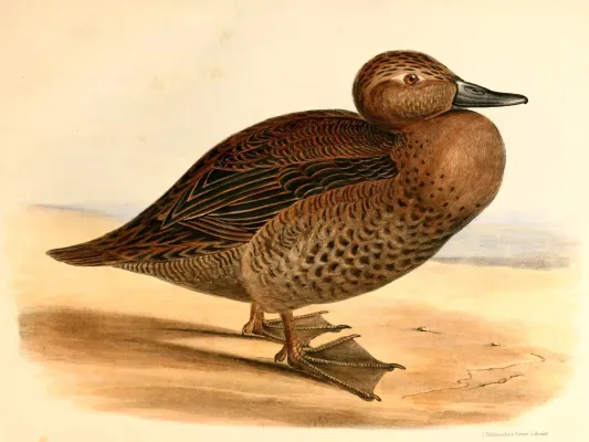File:Anas aucklandica Hullmandel.jpg