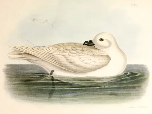 File:Pagodroma nivea Hullmandel.jpg