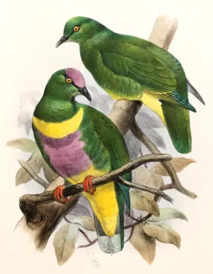 File:Ptilinopus solomonensis johannis Smit.jpg