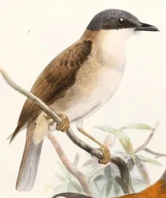 File:Pachycephala phaionota Smit.jpg