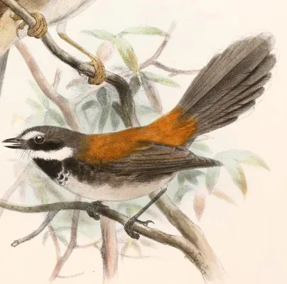 File:Rhipidura dryas Smit.jpg