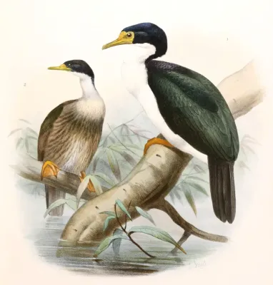 File:Leucocarbo verrucosus Smit.jpg