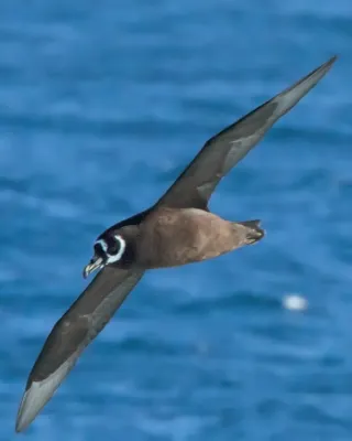 File:Spectacled Petrel, Procellaria conspicillata Cropped.jpg