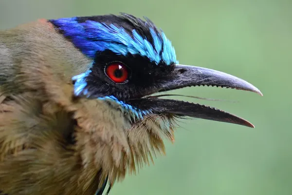 File:Momotus momota -Los Amigos Conservation Concession, Madre de Dios, Peru -head-8.jpg