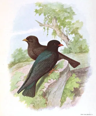 File:Pseudochelidoneurystominadubois.jpg