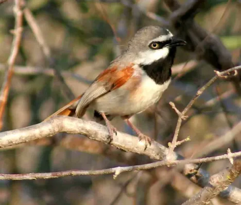 File:Calicalicus rufocarpalis - Redshouldered vanga.jpg