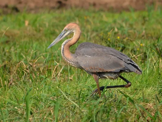 File:Ardea goliath.jpg