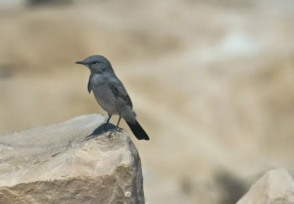 File:Oenanthe melanura -Israel-8.jpg