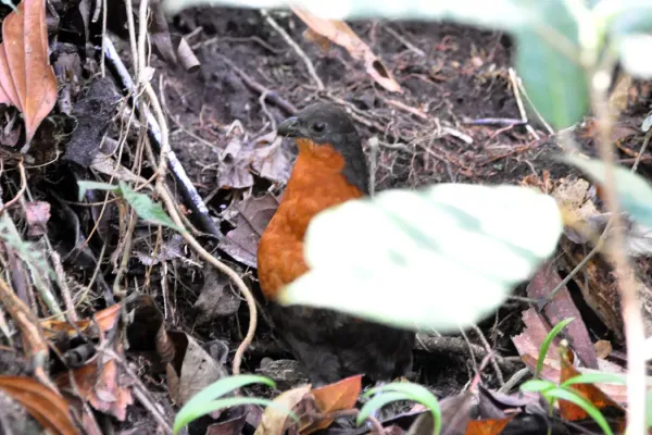 File:Dark-backed Wood-quail (Odontophorus melanonotus) (5198407854).jpg