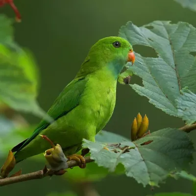 File:Loriculus vernalis -Ganeshgudi, Karnataka, India -male-8-1c.jpg