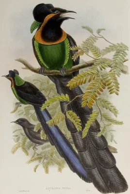 File:Astrapia nigra.jpg