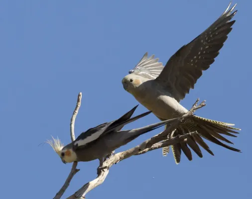 File:Nymphicus hollandicus Karratha 5.jpg