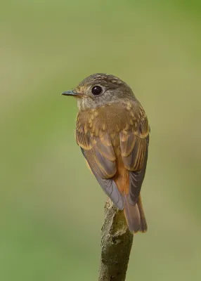 File:Muscicapa ferruginea -back-8.jpg