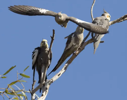 File:Nymphicus hollandicus Karratha 12.jpg