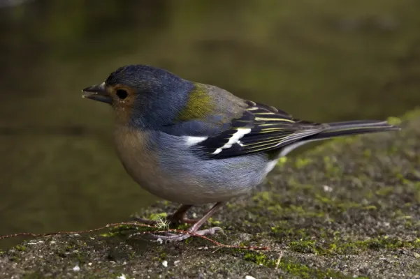 File:Fringilla coelebs maderensis LC0285.jpg