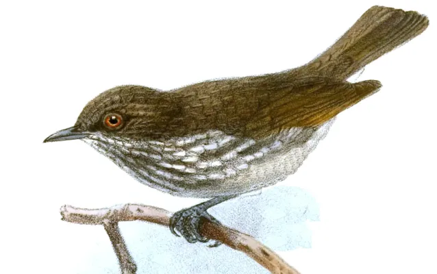 File:Dasycrotapha pygmaea Keulemans.jpg