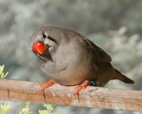 File:Taeniopygia guttata -Australia -female-8a.jpg