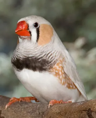 File:Taeniopygia guttata -Australia -male-8a.jpg