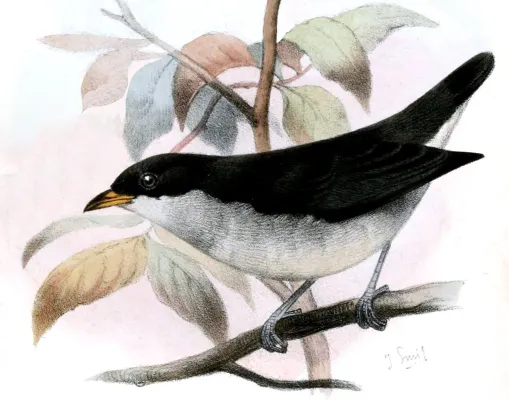 File:Dicaeum australe Smit.jpg
