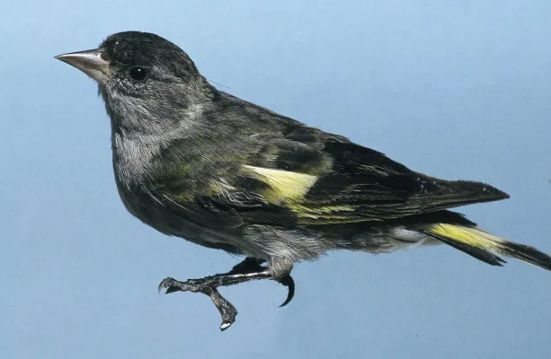 File:Spinus-Carduelis atriceps male.jpg