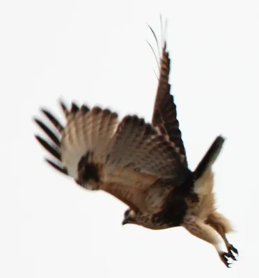 File:Buteo japonicus in flight.JPG