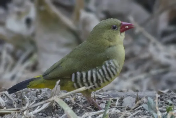 File:Amandava formosa.jpg