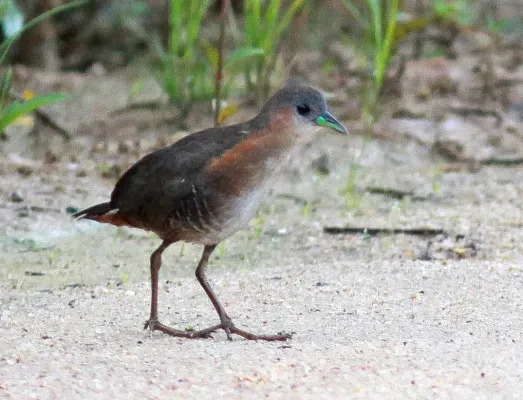 File:Rufous-sided Crake (Laterallus melanophaius)-crop.jpg