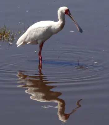 File:Platalea-alba-Lake-Nakuru.JPG